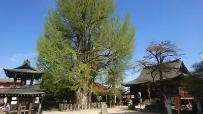 飛騨国分寺(岐阜県)