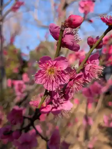 妙法寺(東京都)