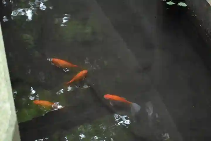 下総国三山 二宮神社の動物