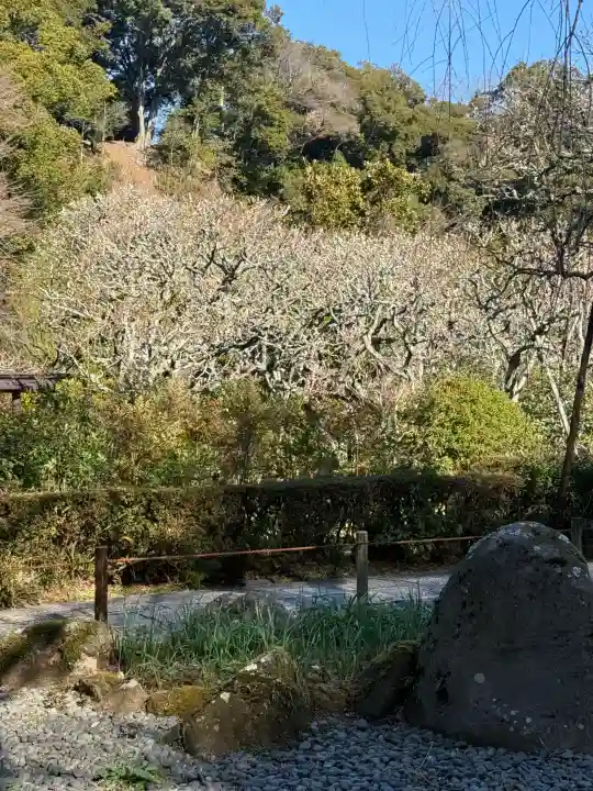 瑞泉寺の{uncategorized: "未分類", other: "その他", undefined: "問題あり", building: "その他建物", grave: "お墓", sacred_gate: "鳥居", guardian: "狛犬", statue: "像", buddha: "仏像", history: "歴史", nature: "自然", garden: "庭園", animal: "動物", pagoda: "塔", temizu: "手水舎", mountain_gate: "山門・神門", sanctuary: "本殿・本堂", subordinate: "末社・摂社", art: "芸術", scenery: "景色", jizo: "地蔵", ema: "絵馬", goshuin: "御朱印", omikuji: "おみくじ", items: "授与品その他", amulet: "お守り", goshuincho: "御朱印帳", eats: "食事", festival: "お祭り", votive_dance: "神楽", shichigosan: "七五三参", wedding: "結婚式", experience: "体験その他", initially: "初詣", around: "周辺", anti_infection: "感染症対策"}