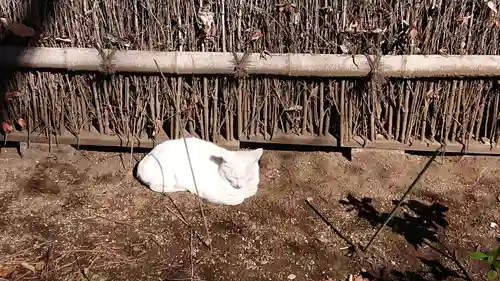 愛宕神社の動物