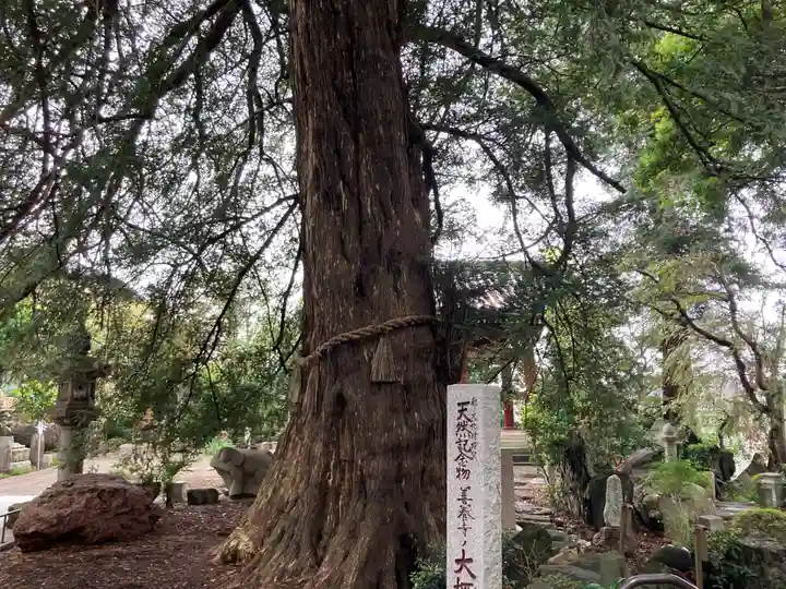 善養寺(善養密寺)(東京都)