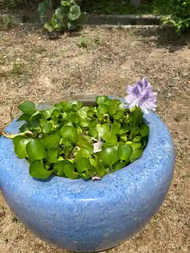 播磨国分寺の手水舎