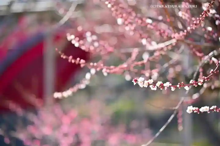 亀戸天神社(東京都)