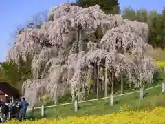 瀧桜神明宮(福島県)