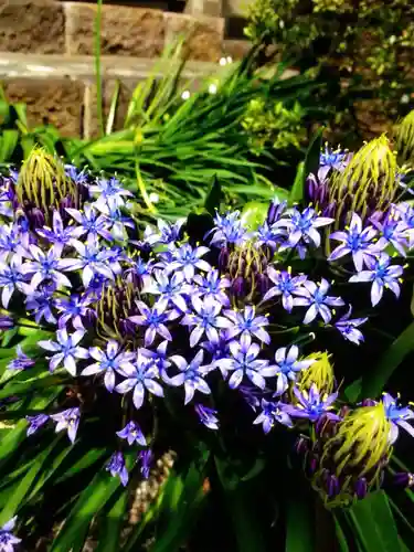 境妙寺(東京都)