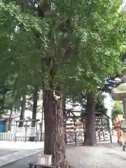 草加神社の自然