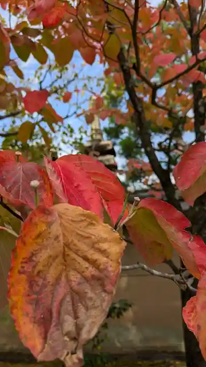 大仙院(京都府)
