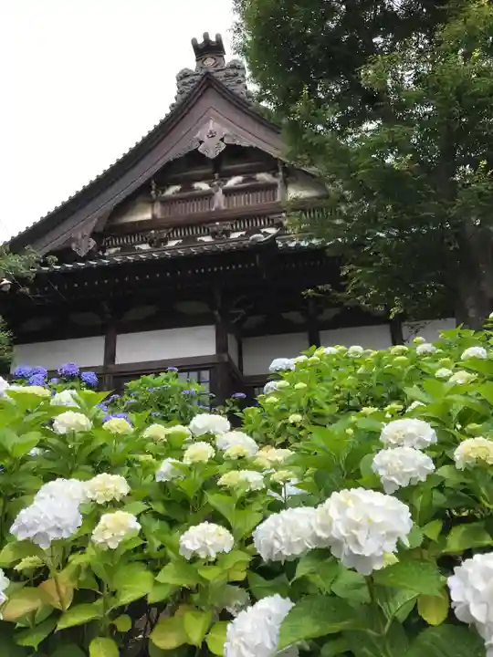 時宗総本山 遊行寺(正式:清浄光寺)の自然