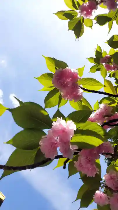 東京大神宮(東京都)