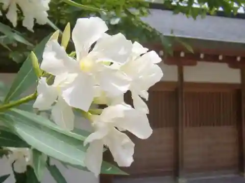 平野神社の自然