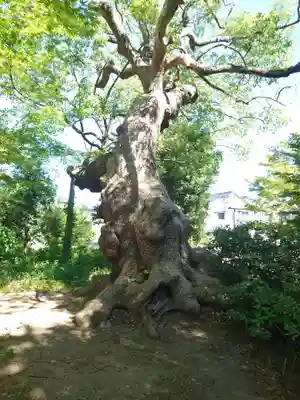 薦神社(大分県)