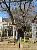 下高井戸八幡神社(東京都)