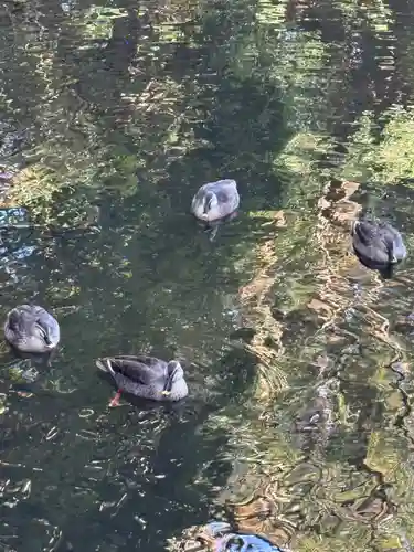 宮崎神宮(宮崎県)