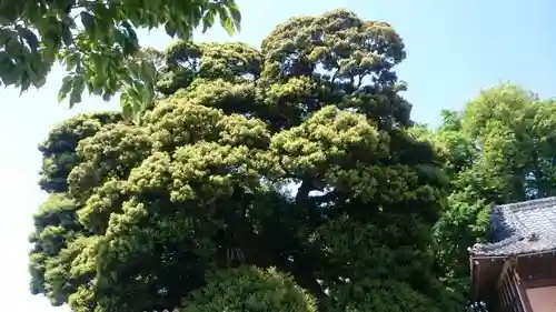 九重神社の自然