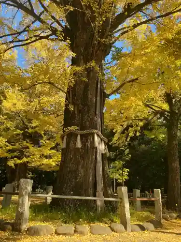 赤坂氷川神社(東京都)