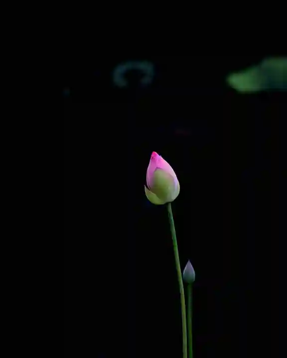 浄土寺(兵庫県)