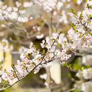 伊勢の国 四天王寺(三重県)(2025年04月10日(木) 12時58分22秒投稿)