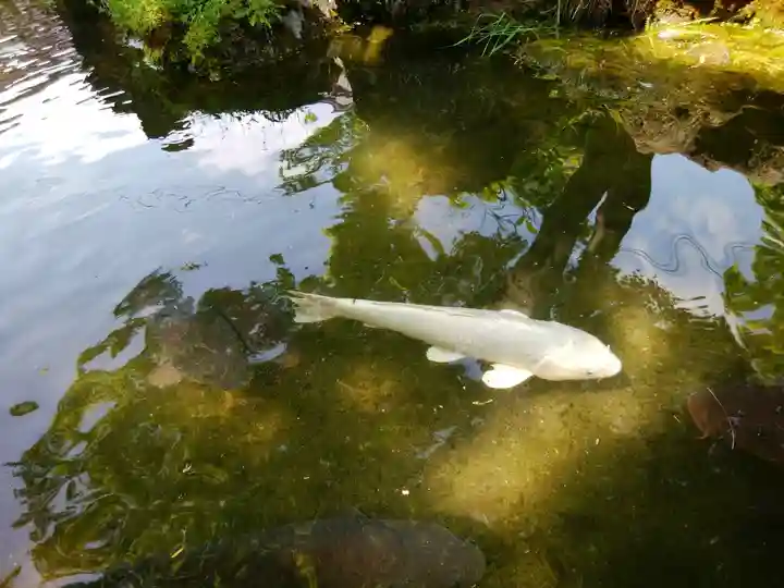北海道護國神社の動物