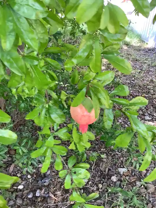 八幡社(松新町)の自然