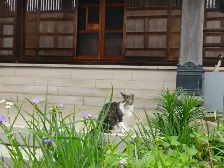 西光寺(埼玉県)
