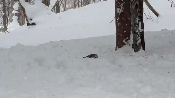 上川神社の動物