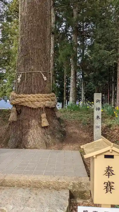徳佐八幡宮の自然