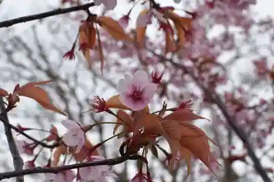 豊国神社の自然