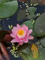 牛嶋天満宮(佐賀県)