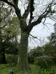 霧島神社(鹿児島県)