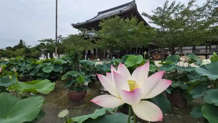 本山専修寺(三重県)