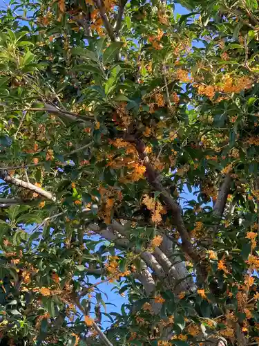 新羽杉山神社(神奈川県)