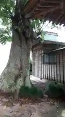 稲荷神社の自然