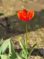 西方山極楽寺(岐阜県)