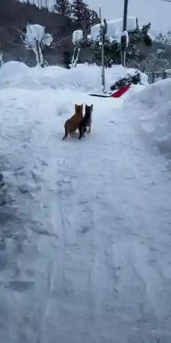 鹿角八坂神社の動物
