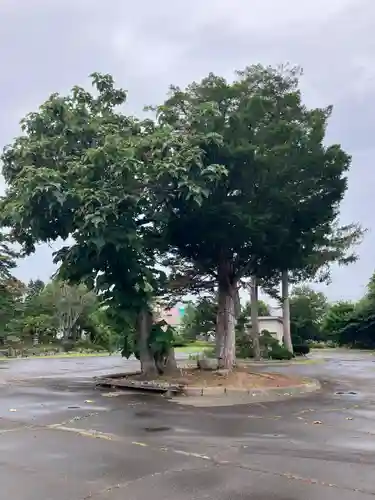 高野山寺の自然