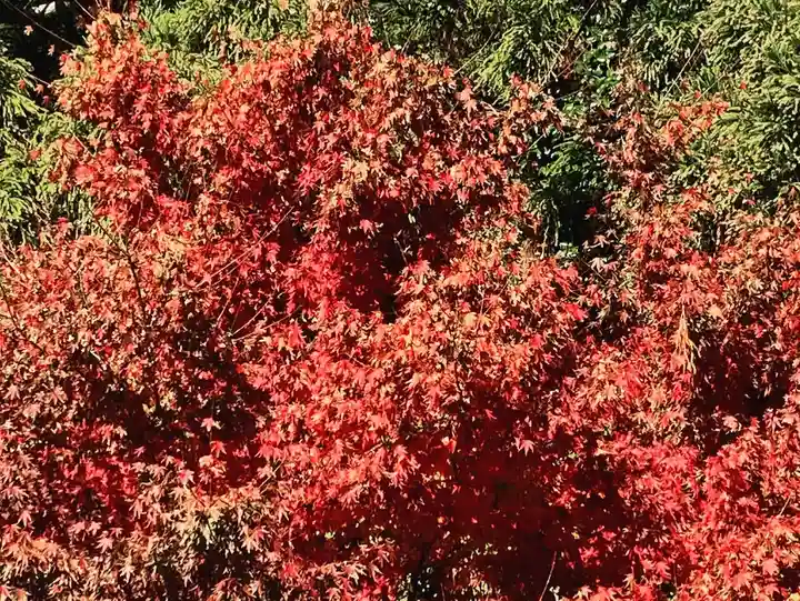 立鉾鹿島神社の自然