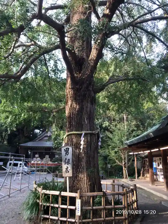 大宮八幡宮の自然