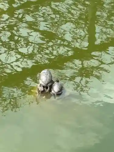 亀戸天神社の動物