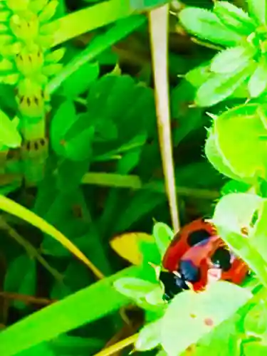 芝山仁王尊 観音教寺の自然