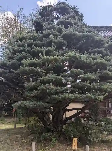 梅宮大社(京都府)