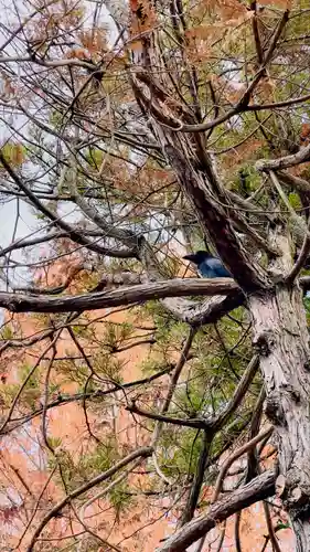 武蔵一宮氷川神社の自然