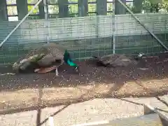 福井県護国神社の動物