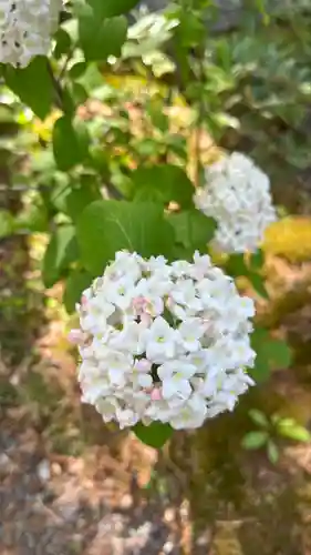 山家神社の自然