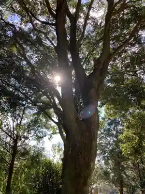 三島神社の自然