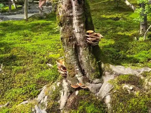 慈照寺（慈照禅寺・銀閣寺）(京都府)