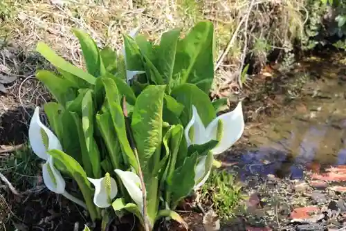 鹿島大神宮の自然