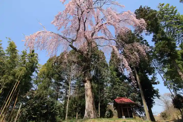 愛宕神社の自然