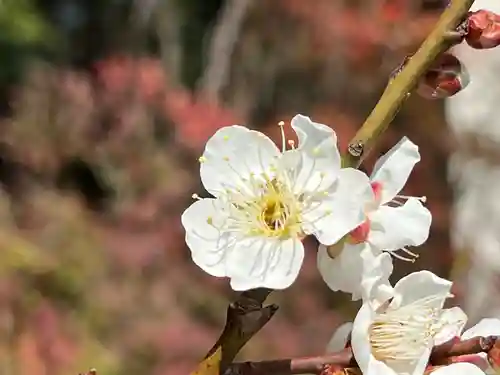 國分八幡宮(香川県)