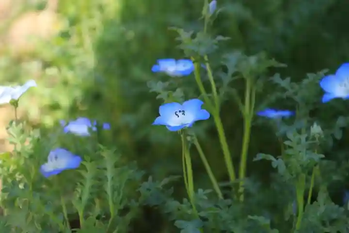 大鏑神社の庭園